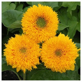 Everwilde Farms - 100 Dwarf Sungold Sunflower Wildflower Seeds - Gold Vault Jumbo Seed Packet
