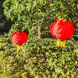 KYMY Cherry Blossom Red Lanterns, 2pcs Japanese Spring Festival Sakura Silk Fabric Lanterns 11.8 inch, Oriental Style Flower Lanterns for Asian Lunar New Year Home Resturant Wedding Party Decoration