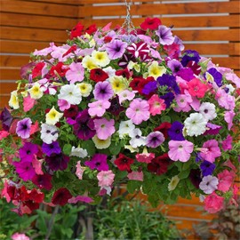 5000+ Petunia Seeds Grandiflora Flowers Mixed Rainbow Color for Bonsai Planting Home Garden House Plant Flower Seed Mix Color