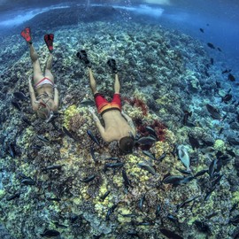 Seavenger Torpedo Swim Fins | Travel Size | Snorkeling Flippers with Mesh Bag for Women, Men and Kids (Yellow, L/XL)