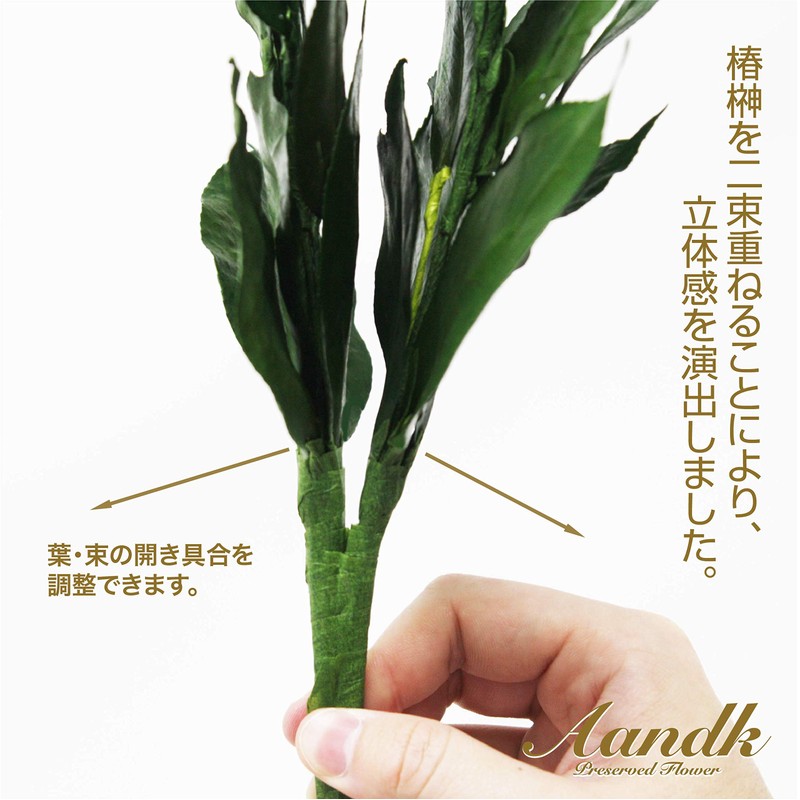 Sakaki, Extra Large MV, Camellia Leaves Extra Thick, Medium Size,
