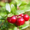 Outsidepride Cranberry - 250 Seeds