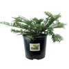 Spreading Japanese Plum Yew - Live Plant - 3 Gallon