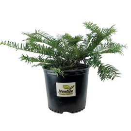 Spreading Japanese Plum Yew - Live Plant - 3 Gallon Pot