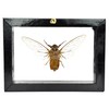 TAXIBUGS Real Exotic Cicada Transparent Wings - Taxidermy Collection Framed