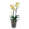 VESSEL TRANSPARENT PLASTIC IDEAL FOR ORCHIDS DIAMETER CM 21