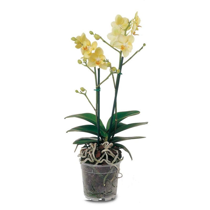 VESSEL TRANSPARENT PLASTIC IDEAL FOR ORCHIDS DIAMETER CM 21