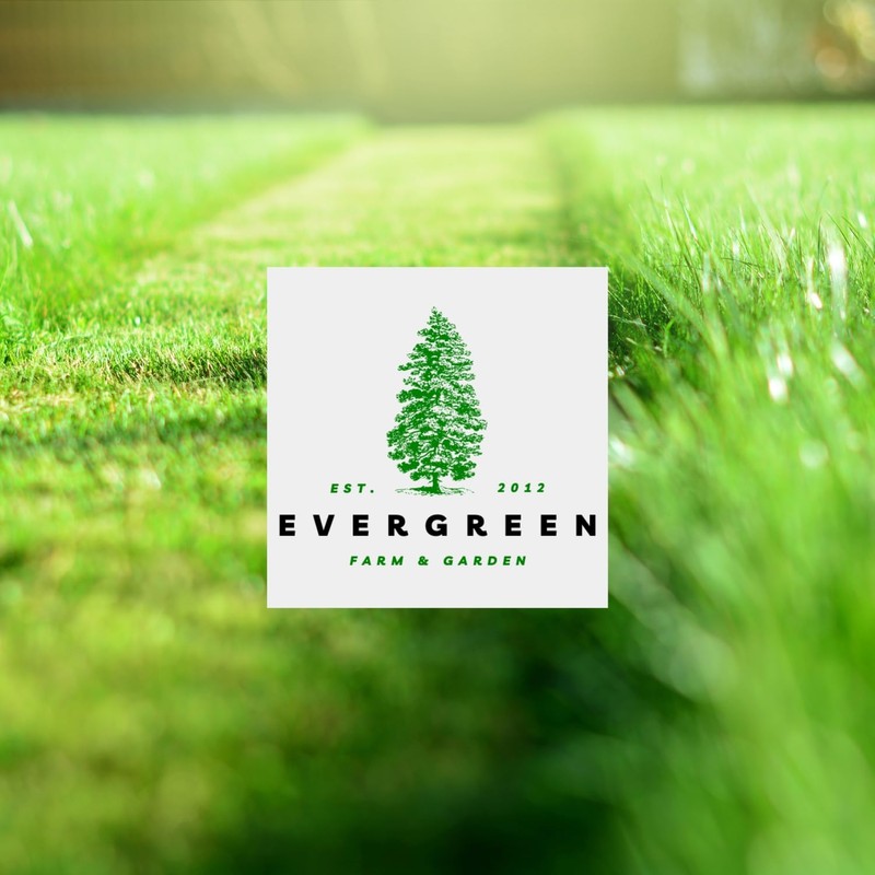 Rye Grass Annual Field Seed by Evergreen Farm and Garden