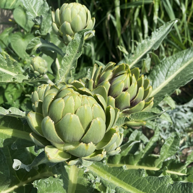 PREMIER SEEDS DIRECT - Artichoke Italian – Green Globe -