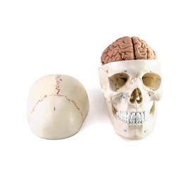 QWORK Human Skull and Brain Anatomy Model, 11 Parts, Life Size, Numbered, Anatomically Accurate, for Science Medical Teaching Learning