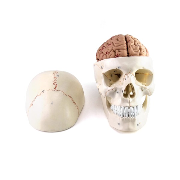 QWORK Human Skull and Brain Anatomy Model, 11 Parts, Life