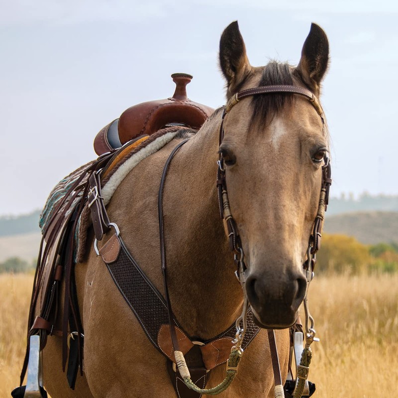 Cashel Rawhide Browband Headstall Double Trim