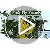 100 Pack Yellow Sticky Fly Traps for Indoor and Outdoor