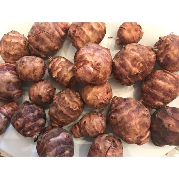 Sunchokes - 5 pounds (5 lbs) for Planting or Eating FEDEX 2Day