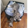 Geizire Cat Beds for Indoor Cats,Cute Shape Cat Cave, Foldable