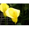 Calla Lily Seeds Beautiful Flowers - 100 Pcs Seeds