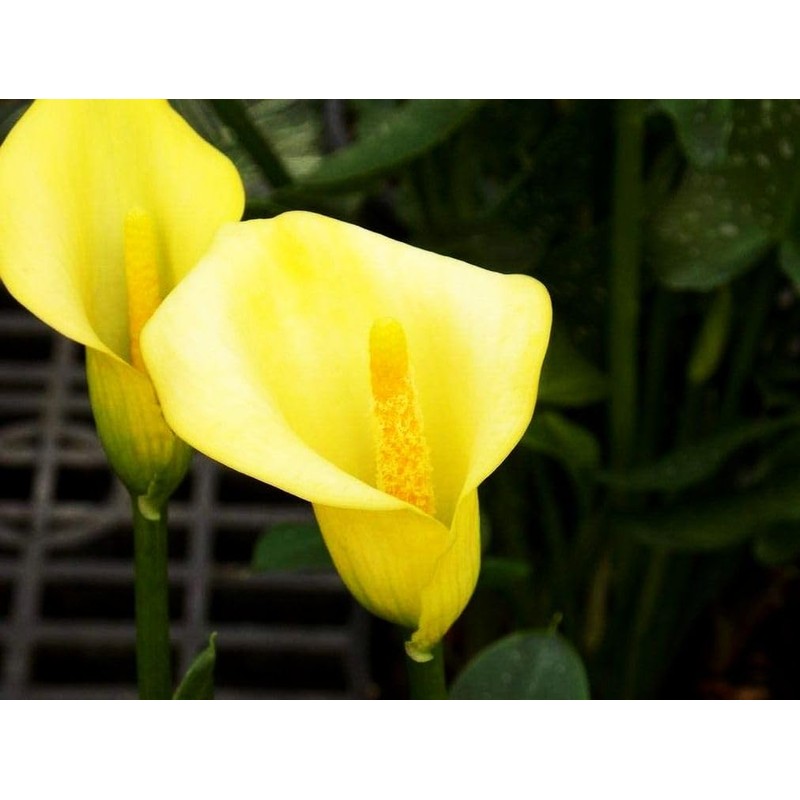 Calla Lily Seeds Beautiful Flowers - 100 Pcs Seeds