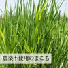 自然健康社 まこも粉末 200g パウダー 農薬不使用 国産 まこも茶 真菰茶