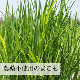 自然健康社 まこも粉末 200g パウダー 農薬不使用 国産 まこも茶 真菰茶