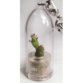 Needle Bonsai Cactus Live Terrarium Plant Keychain Accessory