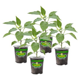Bonnie Plants Sweet N' Heat Pepper Plant Kit (4-Pack), Live Plants, Heavy Yielding Plants, Green Bell, Jalapenos, Banana & Habanero Peppers