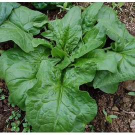 500 Spinach Seeds - Winter Giant Heirloom - Premium Non-GMO, Open Pollinated, US Grown Seed, Always Fresh!