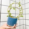 Mirthdino Hoya Trellis- Metal Plant Trellis Indoor 3-Pack for Climbing
