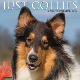 Collies 2026 12" x 12" Wall Calendar