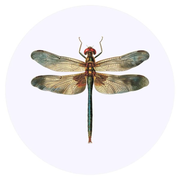 24 x 40mm Round 'Open Winged Dragonfly' Stickers (SK00068265)