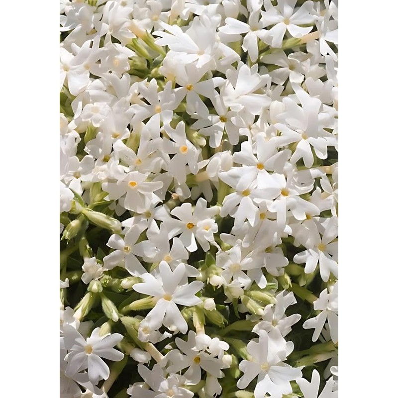 Classy Groundcovers, Phlox subulata 'Snowflake' (Flat of 18 Pots, 3
