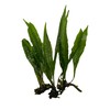 Medium to Large Java Fern (3 Pack) Easy Live Aquarium