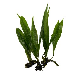 Medium to Large Java Fern (3 Pack) Easy Live Aquarium Plant for Beginners. Low-Tech, Low-Light Betta Plant.
