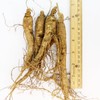 WOHO Cultivated Fresh Ginseng American Ginseng Jumbo 8oz (6-8 Roots)