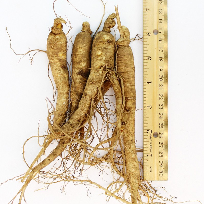 WOHO Cultivated Fresh Ginseng American Ginseng Jumbo 8oz (6-8 Roots)