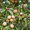 Palm Beach Medicinal Herbs - Sapodilla Tree (Manilkara zapota) -