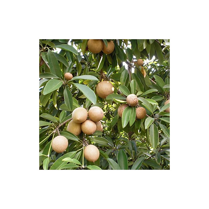 Palm Beach Medicinal Herbs - Sapodilla Tree (Manilkara zapota) -