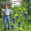 Flohover 70.9" H x 35.5" W Cucumber Trellis A Frame
