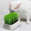 Cat Grass Pot | Organic Cat Grass Planter Tray |