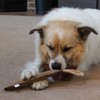 SPOT Dura-Fused Leather Retriever Dog Toy – Real Leather &