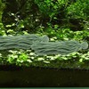 Kisangel Spawning Mops for Fish Tank - 10Pcs Fish Spawning