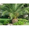 Seedville ™ by Seedville USA Canary Island Date, Pineapple Palm,