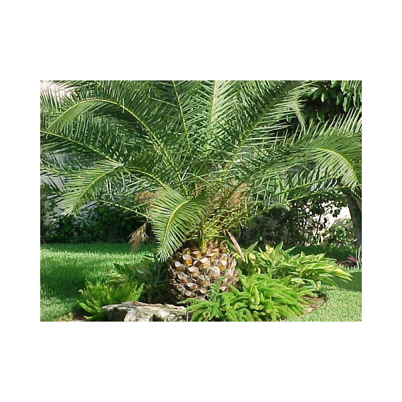 Seedville ™ by Seedville USA Canary Island Date, Pineapple Palm,