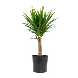 United Nursery Yucca Cane Plant – Drought-Tolerant Indoor Tree in 10” Grower Pot – 28–36 Inches Tall – Hardy, Low-Maintenance Houseplant for Bright Light Spaces – Air-Purifying Foliage
