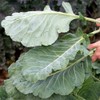 Georgia Southern Collard Greens Seeds (500+) USA Grown Non-GMO