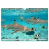 Bora Bora - Strände und Landschaften (Wandkalender 2026 DIN A4