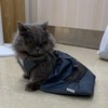 derYEP Dog Drag Bag Durable Indoor for paralyzed Disabled Back