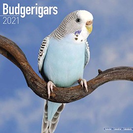 Budgerigars Calendar - Parakeet Calendars -Calendars 2020 - 2021 Wall Calendars - Bird Calendars - Monthly Wall Calendar by Avonside