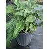 Philodendron Xanadu Live Plant 10 inch Pot Eddies Acres NO