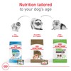 Royal Canin Breed Health Nutrition Pomeranian Adult Dry Dog Food,