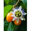 Seeds Yellow Passion Fruit 10+ Seeds to Grow Exotic Plant